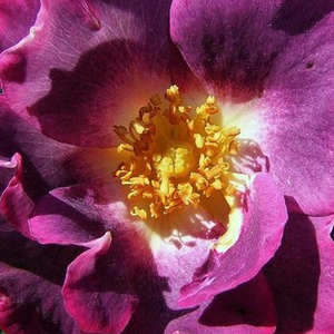 Интернет-Магазин Растений - Poзa Принцесс Сибилла де Люксембург - лиловая - Лазающая плетистая роза (клаймбер)  - роза с тонким запахом - Пьер Орар - Плетистая роза с темно-лиловаыми цветами и пряным запахом.